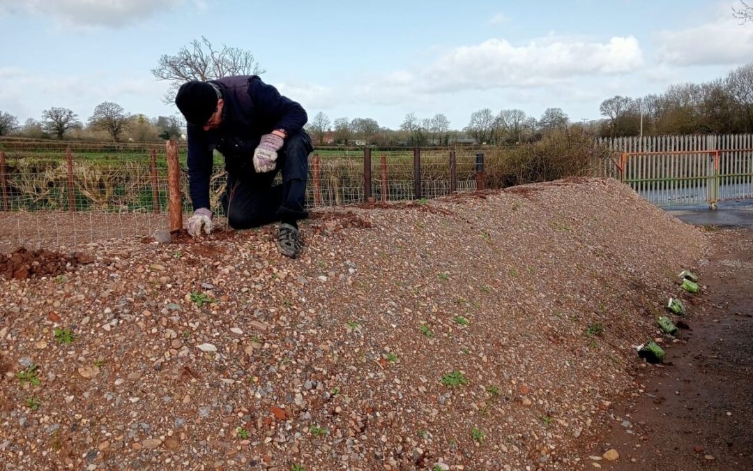 Saplings Planted on WSRA land at Norton